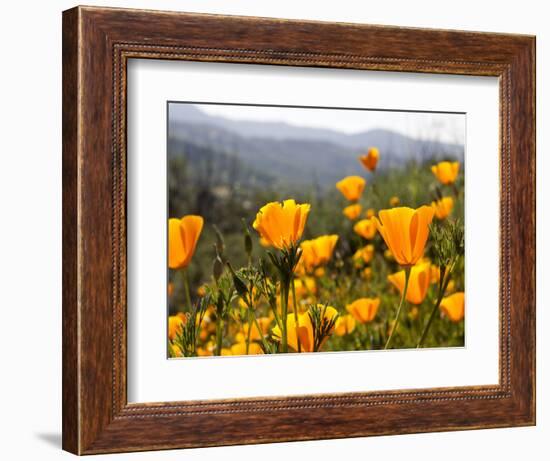 Golden California Poppies, Santa Cruz Coast, California, USA-Tom Norring-Framed Photographic Print