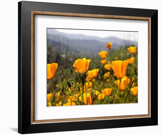 Golden California Poppies, Santa Cruz Coast, California, USA-Tom Norring-Framed Photographic Print