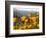 Golden California Poppies, Santa Cruz Coast, California, USA-Tom Norring-Framed Photographic Print