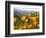 Golden California Poppies, Santa Cruz Coast, California, USA-Tom Norring-Framed Photographic Print