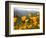 Golden California Poppies, Santa Cruz Coast, California, USA-Tom Norring-Framed Photographic Print