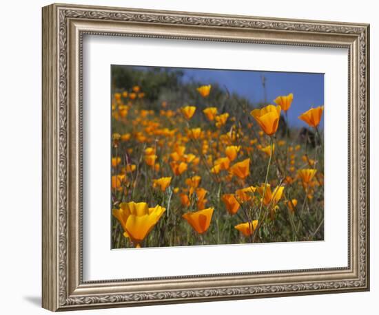 Golden California Poppies, Santa Cruz Coast, California, USA-Tom Norring-Framed Photographic Print