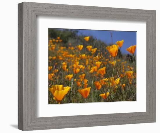 Golden California Poppies, Santa Cruz Coast, California, USA-Tom Norring-Framed Photographic Print