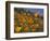 Golden California Poppies, Santa Cruz Coast, California, USA-Tom Norring-Framed Photographic Print