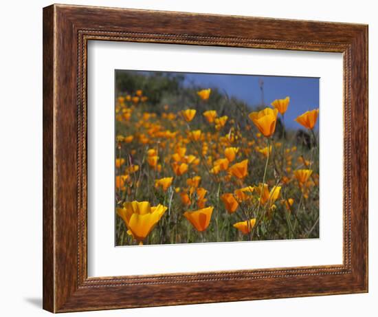 Golden California Poppies, Santa Cruz Coast, California, USA-Tom Norring-Framed Photographic Print