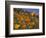 Golden California Poppies, Santa Cruz Coast, California, USA-Tom Norring-Framed Photographic Print