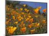 Golden California Poppies, Santa Cruz Coast, California, USA-Tom Norring-Mounted Photographic Print