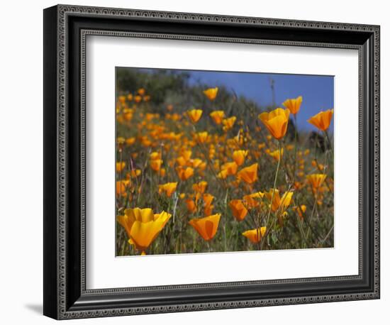 Golden California Poppies, Santa Cruz Coast, California, USA-Tom Norring-Framed Photographic Print