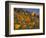 Golden California Poppies, Santa Cruz Coast, California, USA-Tom Norring-Framed Photographic Print