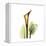 Golden Calla Lily 1-Albert Koetsier-Framed Stretched Canvas