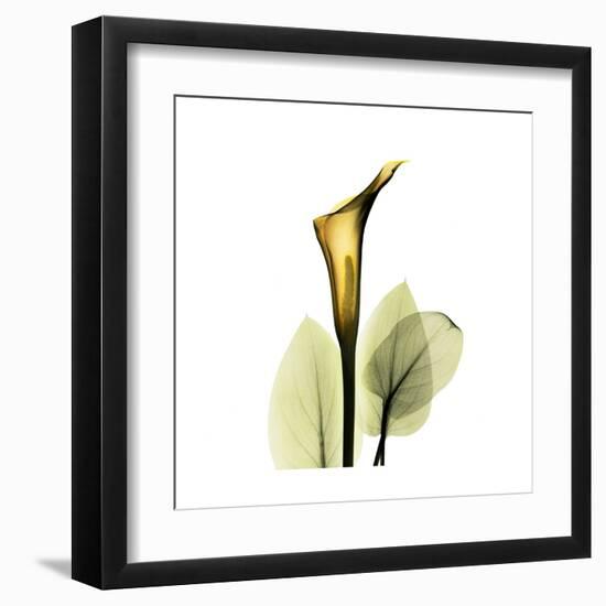 Golden Calla Lily 1-Albert Koetsier-Framed Art Print