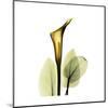 Golden Calla Lily 1-Albert Koetsier-Mounted Art Print