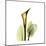 Golden Calla Lily 1-Albert Koetsier-Mounted Art Print