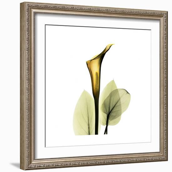 Golden Calla Lily 1-Albert Koetsier-Framed Art Print