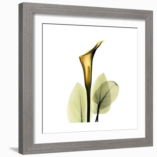 Golden Calla Lily 1-Albert Koetsier-Framed Art Print