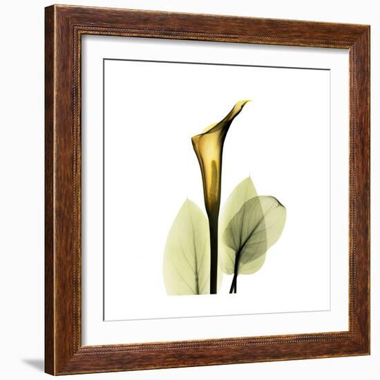 Golden Calla Lily 1-Albert Koetsier-Framed Art Print