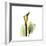 Golden Calla Lily 1-Albert Koetsier-Framed Art Print