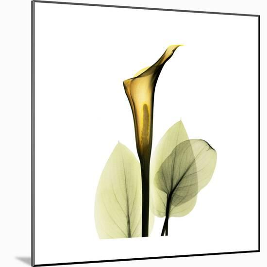 Golden Calla Lily 1-Albert Koetsier-Mounted Art Print