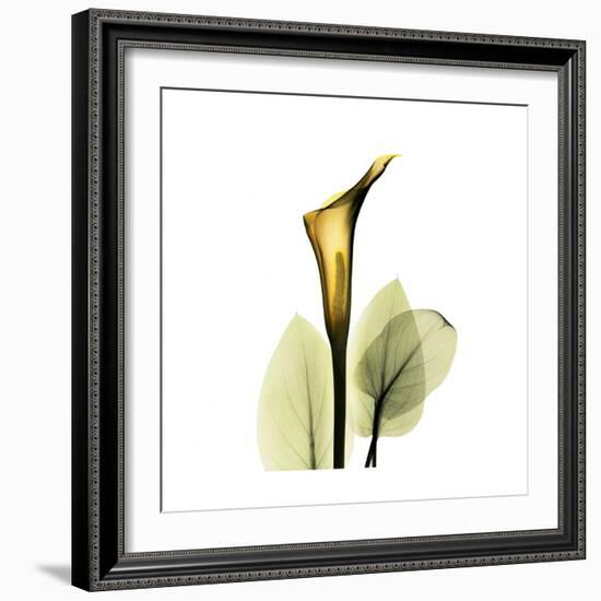 Golden Calla Lily 1-Albert Koetsier-Framed Art Print
