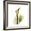 Golden Calla Lily 1-Albert Koetsier-Framed Art Print