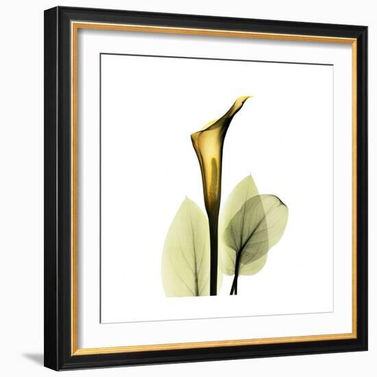 Golden Calla Lily 1-Albert Koetsier-Framed Art Print