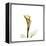 Golden Calla Lily 2-Albert Koetsier-Framed Stretched Canvas