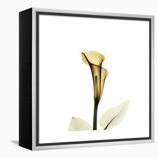 Golden Calla Lily 2-Albert Koetsier-Framed Stretched Canvas