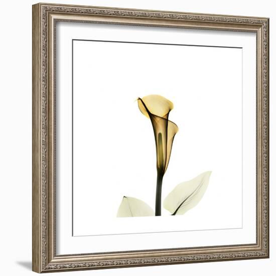 Golden Calla Lily 2-Albert Koetsier-Framed Art Print