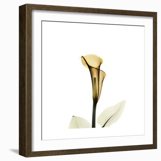 Golden Calla Lily 2-Albert Koetsier-Framed Art Print