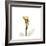 Golden Calla Lily 2-Albert Koetsier-Framed Art Print