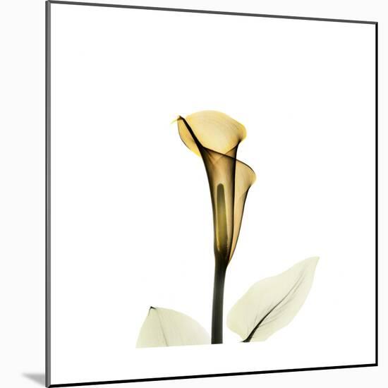 Golden Calla Lily 2-Albert Koetsier-Mounted Art Print