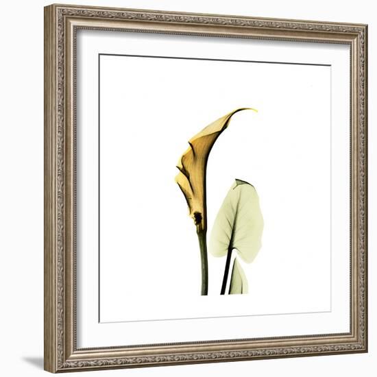 Golden Calla Lily 3-Albert Koetsier-Framed Premium Giclee Print