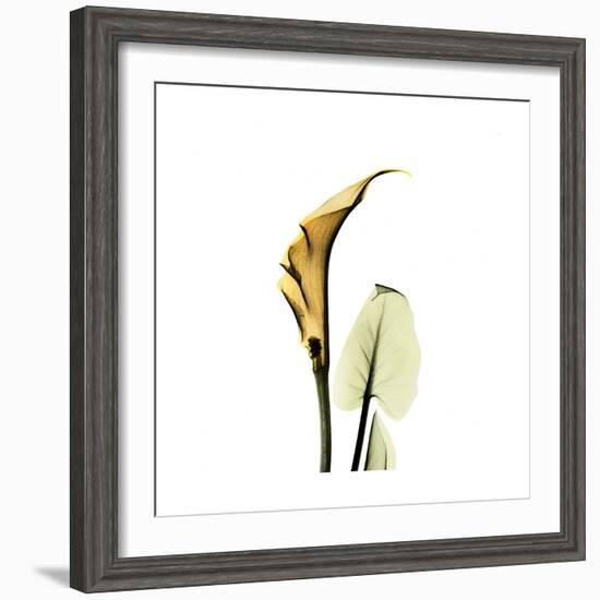 Golden Calla Lily 3-Albert Koetsier-Framed Premium Giclee Print