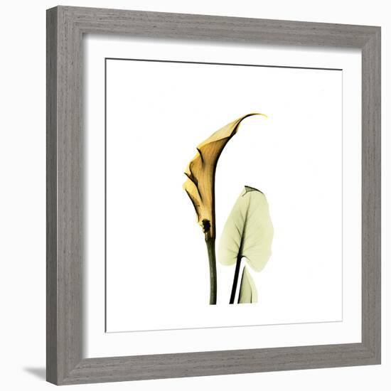 Golden Calla Lily 3-Albert Koetsier-Framed Premium Giclee Print