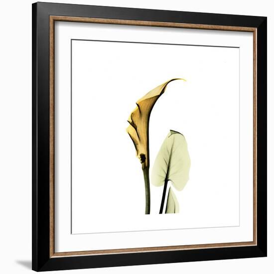 Golden Calla Lily 3-Albert Koetsier-Framed Premium Giclee Print