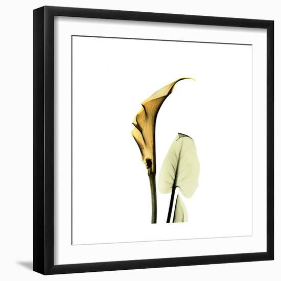 Golden Calla Lily 3-Albert Koetsier-Framed Premium Giclee Print