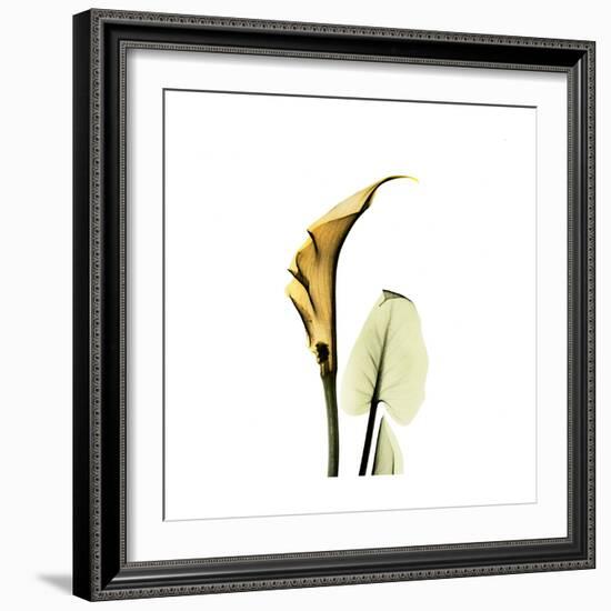 Golden Calla Lily 3-Albert Koetsier-Framed Premium Giclee Print