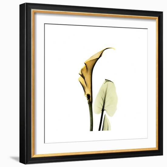 Golden Calla Lily 3-Albert Koetsier-Framed Premium Giclee Print