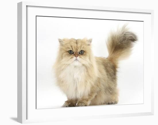 Golden Chinchilla Persian Female Cat, 6 Years-Mark Taylor-Framed Photographic Print