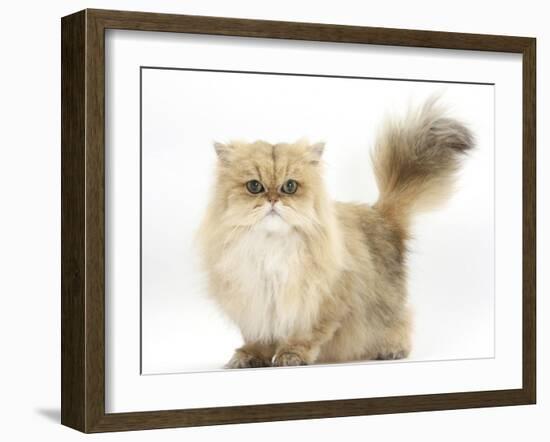 Golden Chinchilla Persian Female Cat, 6 Years-Mark Taylor-Framed Photographic Print