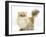 Golden Chinchilla Persian Female Cat, 6 Years-Mark Taylor-Framed Photographic Print