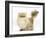 Golden Chinchilla Persian Female Cat, 6 Years-Mark Taylor-Framed Photographic Print