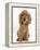 Golden Cocker Spaniel Puppy, Maizy, Sitting-Mark Taylor-Framed Premier Image Canvas