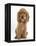 Golden Cocker Spaniel Puppy, Maizy, Sitting-Mark Taylor-Framed Premier Image Canvas
