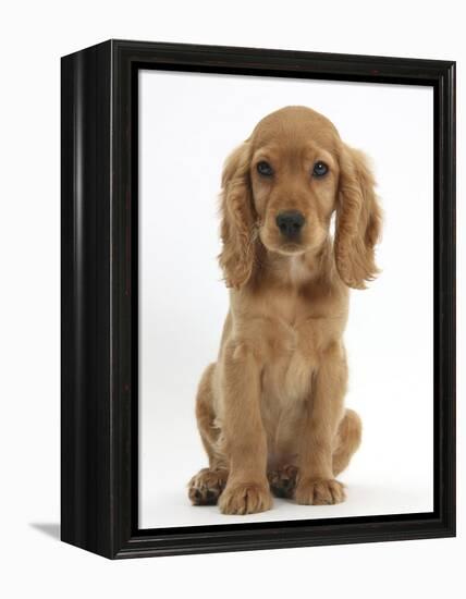 Golden Cocker Spaniel Puppy, Maizy, Sitting-Mark Taylor-Framed Premier Image Canvas