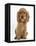 Golden Cocker Spaniel Puppy, Maizy, Sitting-Mark Taylor-Framed Premier Image Canvas