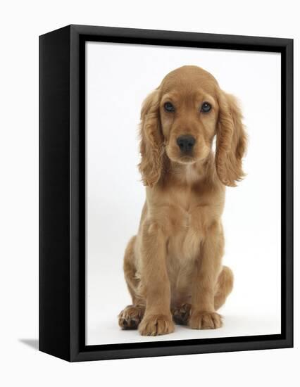 Golden Cocker Spaniel Puppy, Maizy, Sitting-Mark Taylor-Framed Premier Image Canvas