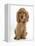 Golden Cocker Spaniel Puppy, Maizy, Sitting-Mark Taylor-Framed Premier Image Canvas