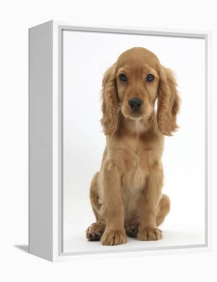 Golden Cocker Spaniel Puppy, Maizy, Sitting-Mark Taylor-Framed Premier Image Canvas