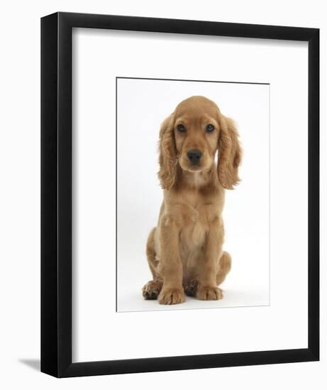 Golden Cocker Spaniel Puppy, Maizy, Sitting-Mark Taylor-Framed Photographic Print